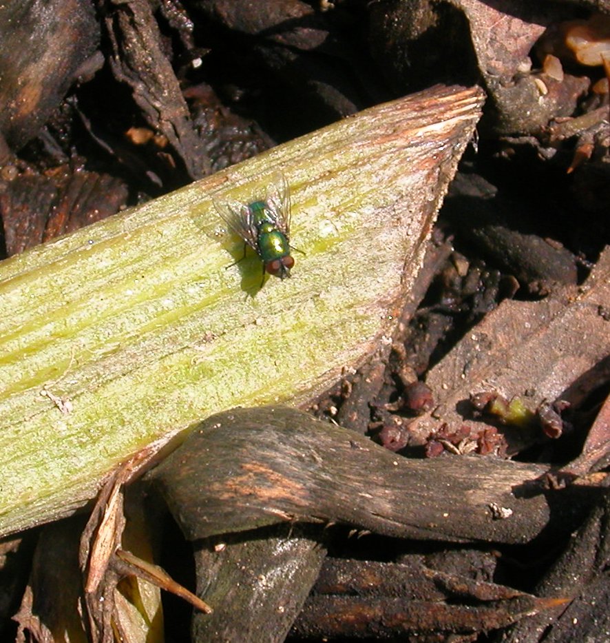 Mosca verde: Muscide o Calliforide?  Calliphoridae.